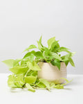 6" Neon Pothos