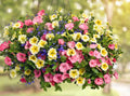 Annual Mixed Hanging Basket