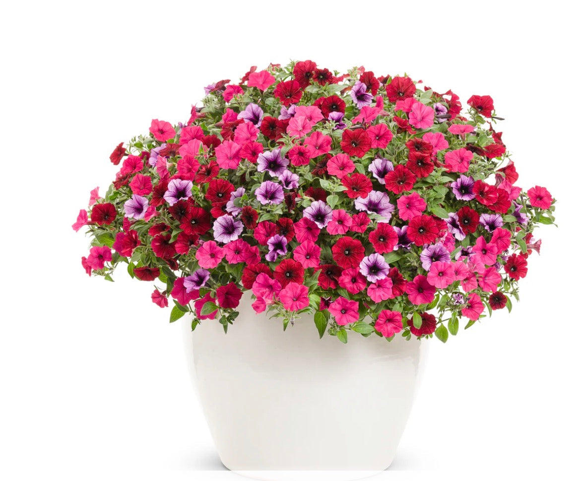 10" Mixed Annual Planter