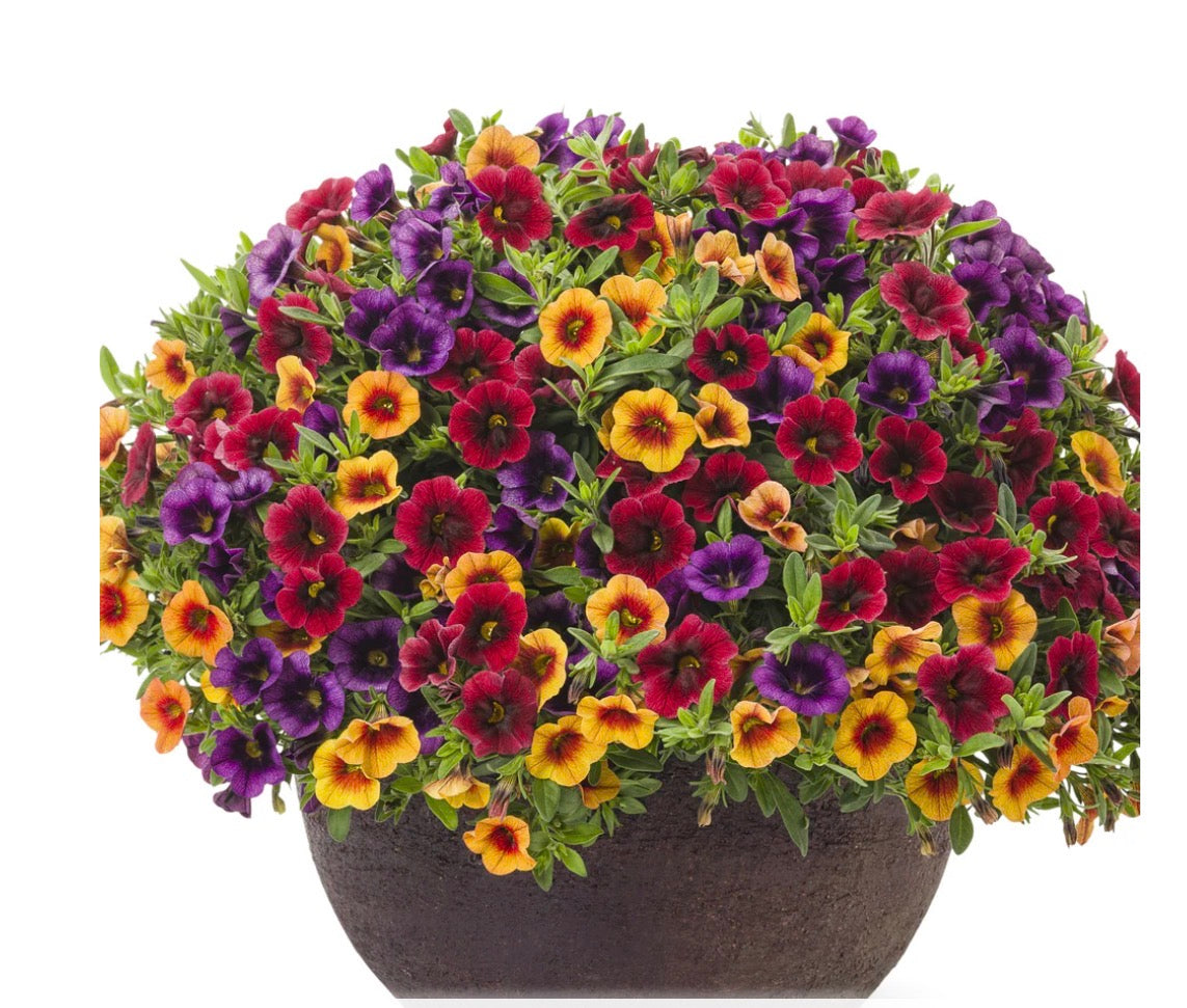 18" Mixed Annual Planter