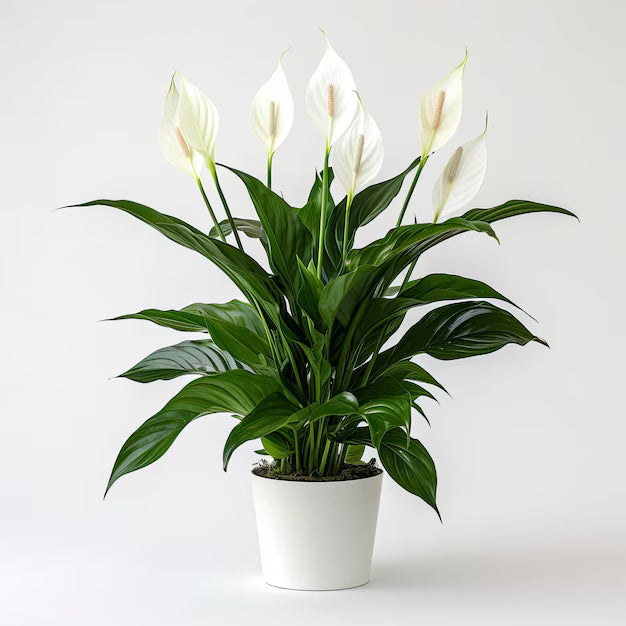 6" Peace Lily (Spathiphyllum)