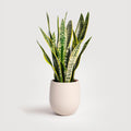 6" Sansevieria Plant