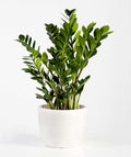 6" Zamioculcas Zamiifolia (ZZ)