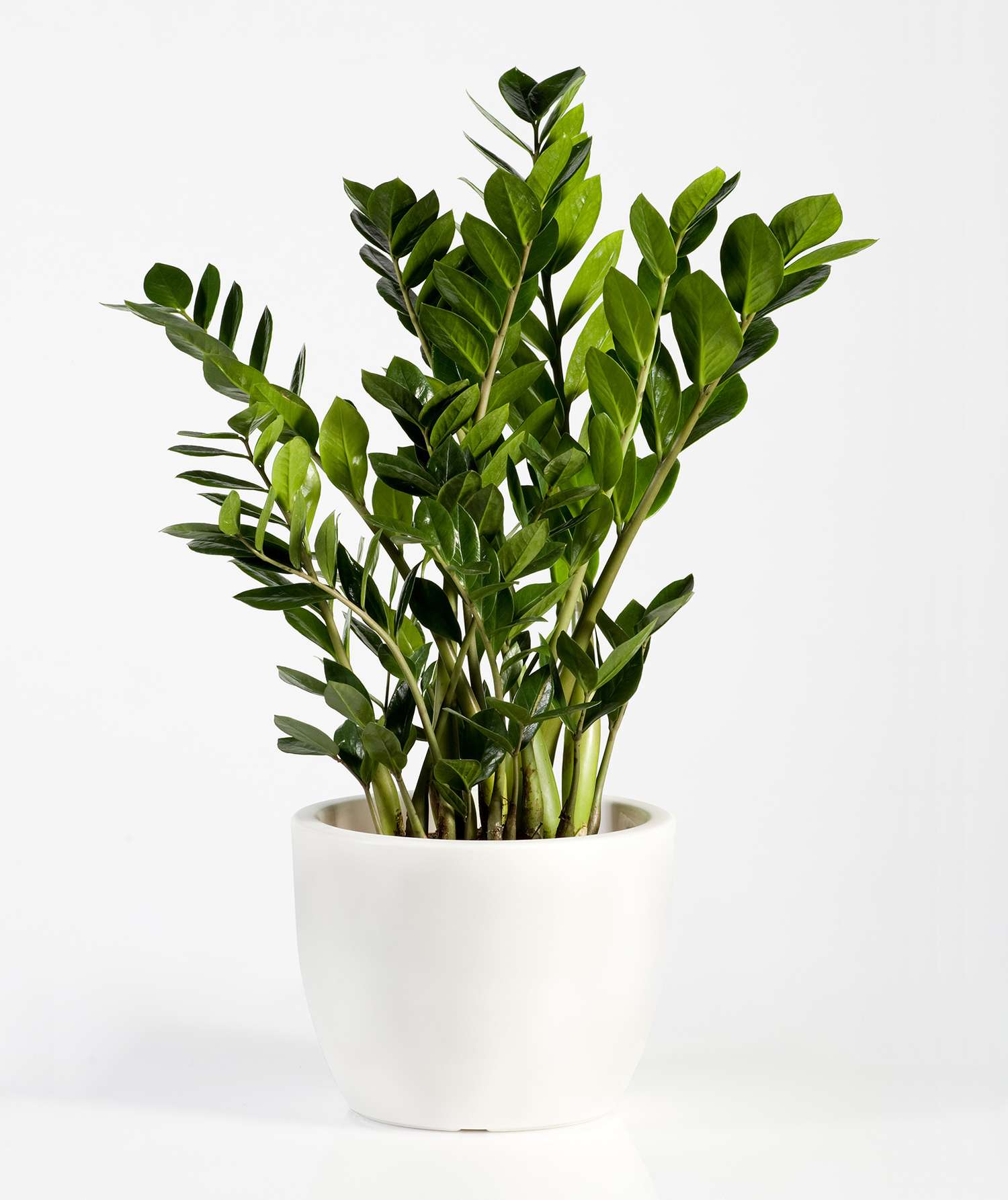 6" Zamioculcas Zamiifolia (ZZ)